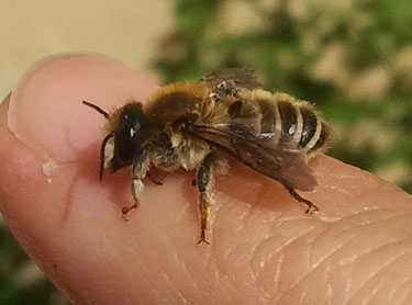 Abeja trompetera