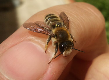 Abeja trompetera