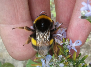 Abeja Reina