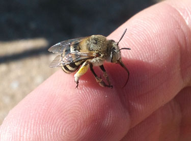 Abeja trompetera