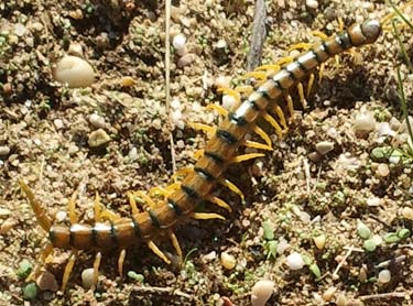 Escolopendra