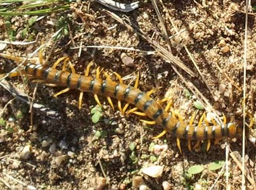 Escolopendra