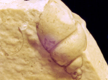 Fosil Gasterpodo
