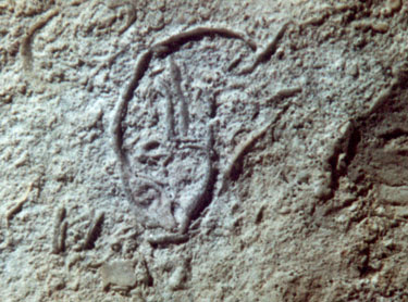 Huella de fosil de 1 cm