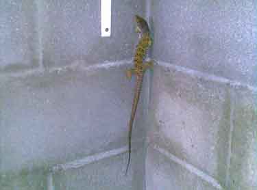 Lagarto ocelado