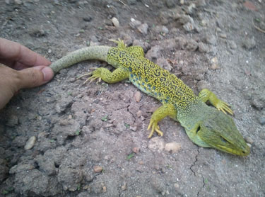 Lagarto ocelado