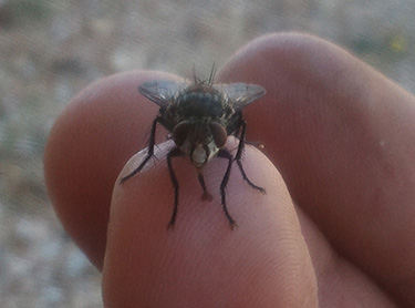 Mosca Peluda