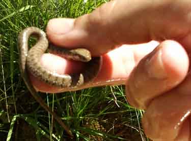 Culebra de collar o natrix natrix